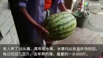 扎心的吃瓜视频,扎心吃瓜视频背后的真相与反思