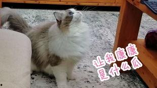 小猫吃板栗瓜好吗视频,揭秘板栗瓜对猫咪的益处与风险