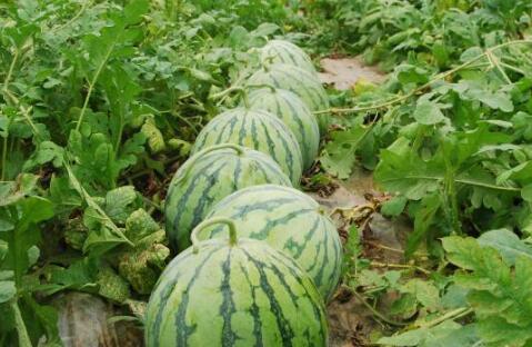 甜绿瓜怎么吃最好呢视频,视频教你最佳食用技巧