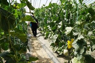 甜绿瓜怎么吃最好呢视频,视频教你最佳食用技巧