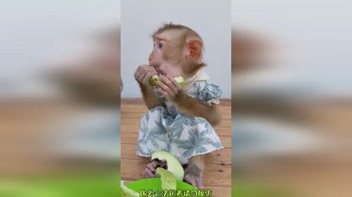 猴吃瓜搞笑视频软件下载,欢乐无限，下载即享欢乐时光