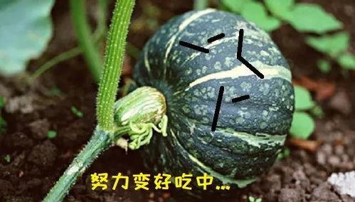 吃苗的南瓜会长瓜吗视频,见证南瓜从苗到瓜的奇妙蜕变