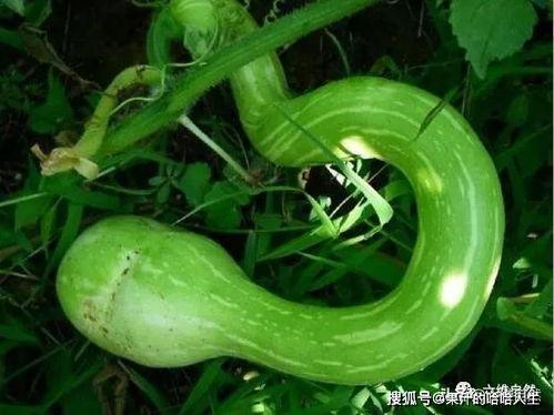 吃蛇瓜要削皮吃吗视频讲解,削皮还是直接享用？视频揭秘