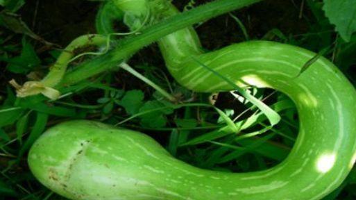 吃蛇瓜要削皮吃吗视频讲解,削皮还是直接享用？视频揭秘