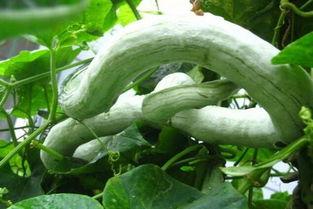 吃蛇瓜要削皮吃吗视频讲解,削皮还是直接享用？视频揭秘