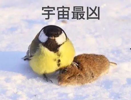 下雨吃瓜视频,一场别开生面的下雨吃瓜盛宴