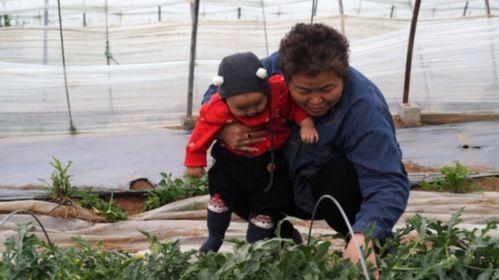 大棚吃瓜的视频,揭秘视频中的甜蜜瓜果之旅