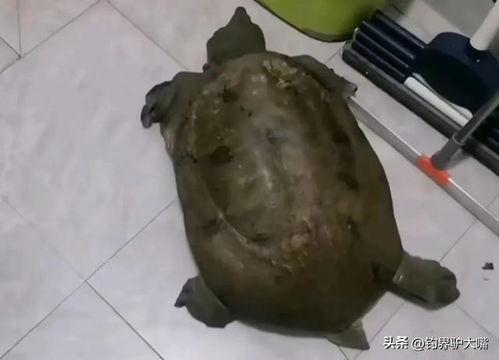 吃木鳖瓜死亡案例视频,食用木鳖瓜致人死亡，揭秘致命瓜果真相