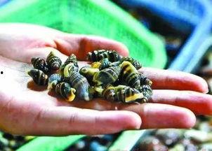 吃木鳖瓜死亡案例视频,食用木鳖瓜致命案例引发食品安全关注