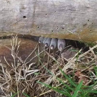 吃木鳖瓜死亡案例视频,食用木鳖瓜致命案例引发食品安全关注