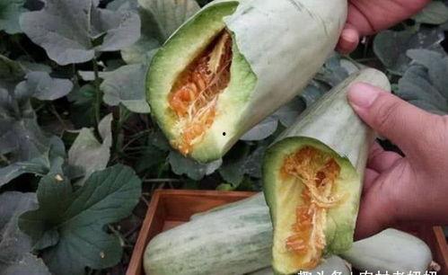 甜宝瓜需要削皮吃吗视频,皮薄多汁，可直接食用，告别削皮烦恼