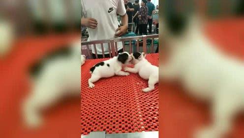 看戏吃瓜遛狗直播间视频,趣味生活瞬间捕捉