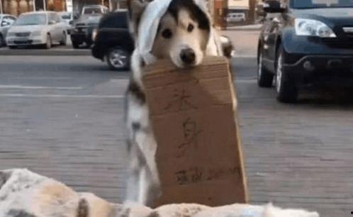 看戏吃瓜遛狗直播间视频,趣味生活瞬间捕捉