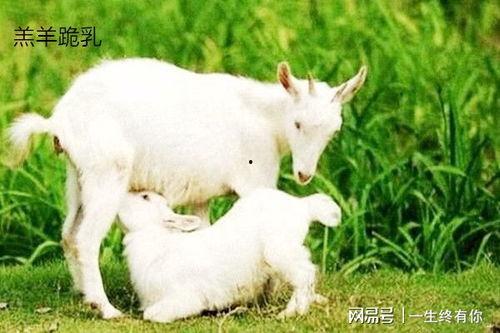 小羊没烦恼吃瓜在线视频,吃瓜在线视频，轻松畅享欢乐时光