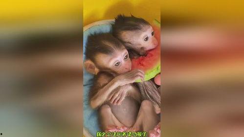 猴子吃瓜小视频,趣味小视频里的欢乐时光