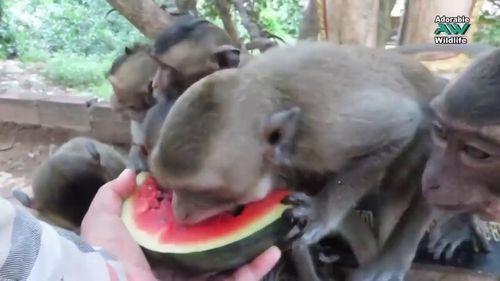 猴子吃瓜小视频,趣味小视频里的欢乐时光