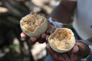 吃瓜拍视频拍一些软糖,跟随吃瓜拍视频，解锁软糖新玩法